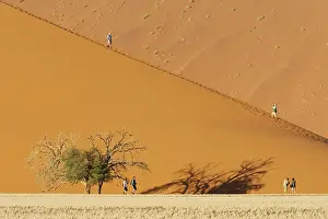 Camelthorns: Tourists at a sand dune with Camelthorn tree (Acacia