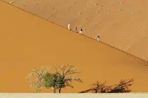 Camelthorns: Tourists at a sand dune with Camelthorn tree (Acacia
