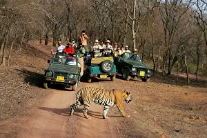 Photographers: Tourists watching tiger