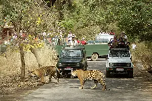 Tigresses: Tourists watching Tigeress and cub