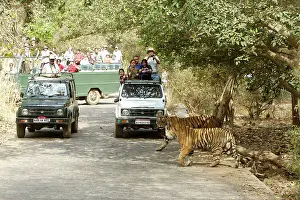 Tigresses: Tourists watching Tigeress and cub
