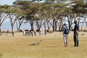 Ranger: Tourists with wildlife ranger watching zebra