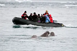 Zodiac: Tourists in zodiac boat - approaching walrus