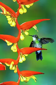 Heliconia: Tourmaline Sunangel