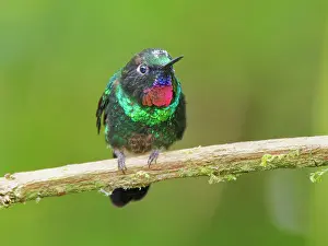 Sunangel: Tourmaline Sunangel Heliangelus exortis Ecuador