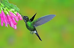 Apodiform: Tourmaline Sunangel Hummingbird