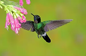 Apodiform: Tourmaline Sunangel Hummingbird