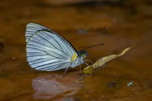 Maria: Tovaria White (Leptophobia tovaria) butterfly, Santa