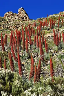 Boraginaceae: Tower of Jewels (Echium wildpretii) is an endemic