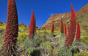 Boraginaceae: Tower of Jewels (Echium wildpretii) is an endemic