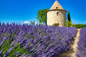 Fragrant: Tower on lavender field, Luberon, Dspartement Vaucluse