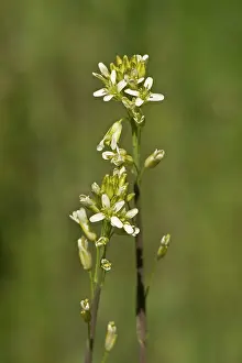 Mustard: Tower Mustard (Arabis glabra) flower. Aboda, Sweden