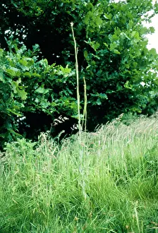 Glabra: TOWER MUSTARD & GRASS