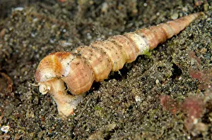 Whorl: Tower Shell on black sand on night dive Jahir dive