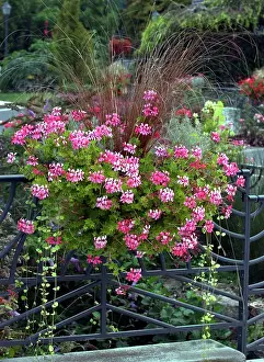 Geraniums: Town floral display - mix of Geranium & grasses