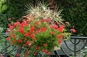 Trailing: Town floral display of trailing geraniums & star