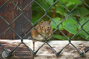 Chipmunks: Townsend's Chipmunk