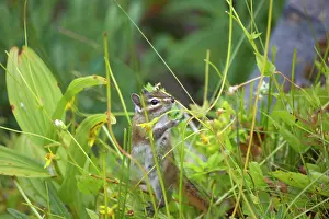 Chipmunks: Townsend's Chipmunk