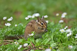 Chipmunks: Townsend's Chipmunk