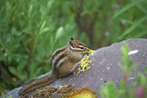 Chipmunks: Townsend's Chipmunk - eating flower