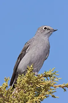 Solitaire: Townsend's Solitaire