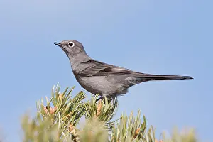 Solitaire: Townsend's Solitaire