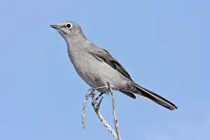 Solitaire: Townsend's Solitaire
