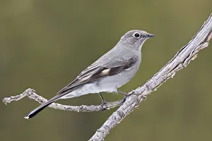 Solitaire: Townsend's Solitaire