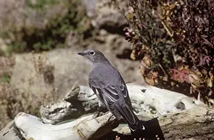 Solitaire: Townsend's Solitaire