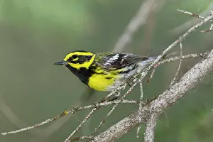 Townsend: Townsend's Warbler
