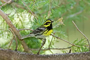 Townsend: Townsend's Warbler