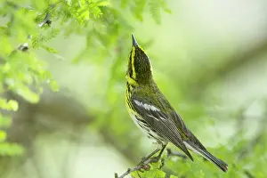 Townsend: Townsend's Warbler