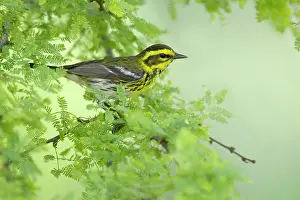 Townsend: Townsend's Warbler