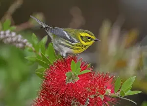 Townsendi: Townsend's warbler, Setophaga townsendi, feedin