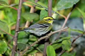 Townsendi: Townsend's Warbler in tree