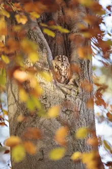 Angel: One Towny Owl (Strix aluco) perched in a cavity