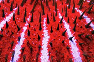 Thorns: Detail of toxic Crown-of-thorns starfish (Acanthaster