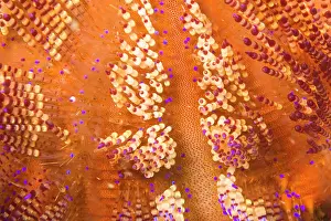 Barb: toxic Fire Urchin (Asthenosoma varium)