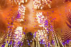 Barb: toxic Fire Urchin (Asthenosoma varium)
