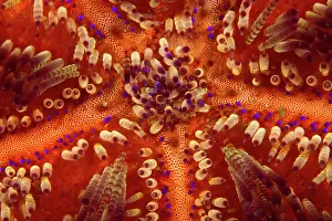 Asthenosoma: Toxic Sea Urchin