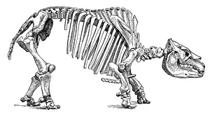 Paleozoology: Toxodon, Cenozoic Mammal