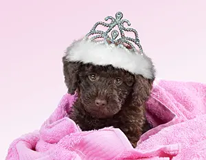 Tiara: Toy Goldendoodle Dog, wearing crown / tiara and