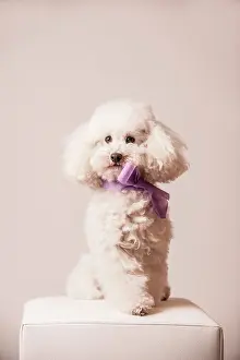 Room: Toy poodle with bow around the neck