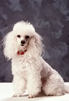 Collars: Toy Poodle DOG