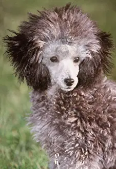 Utility: TOY POODLE DOG - head facing