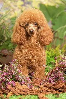 111019: Toy Poodle dog outdoors in Autumn