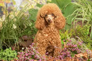 111019: Toy Poodle dog outdoors in Autumn