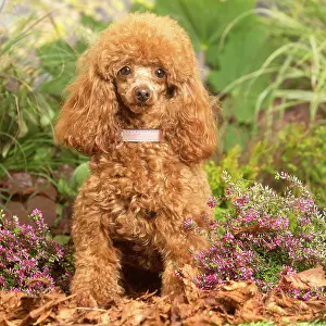 111019: Toy Poodle dog outdoors in Autumn