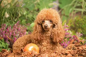 111019: Toy Poodle dog outdoors in Autumn