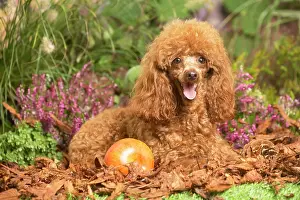 111019: Toy Poodle dog outdoors in Autumn